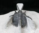 Large Devil Horned Cyphaspis Walteri Trilobite - #15554-2